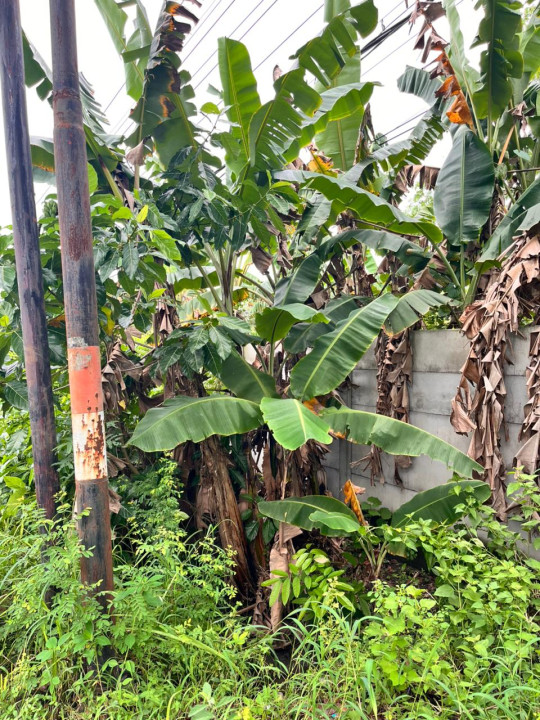 Lahan Kosong Gili Timur, Bangkalan Thumbnail