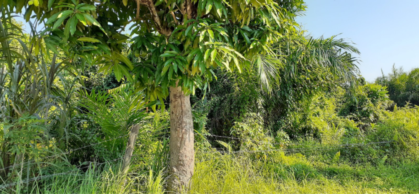 Lahan Kosong Pekanbaru Thumbnail