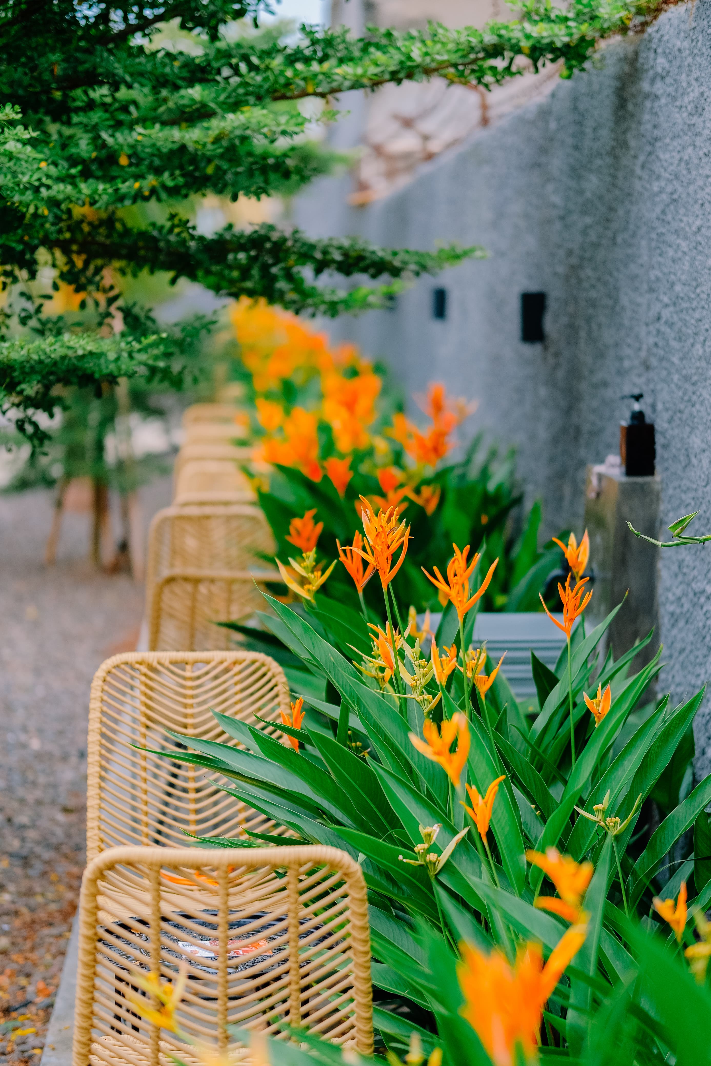 Olimpia Mega Cafe Walk Thumbnail