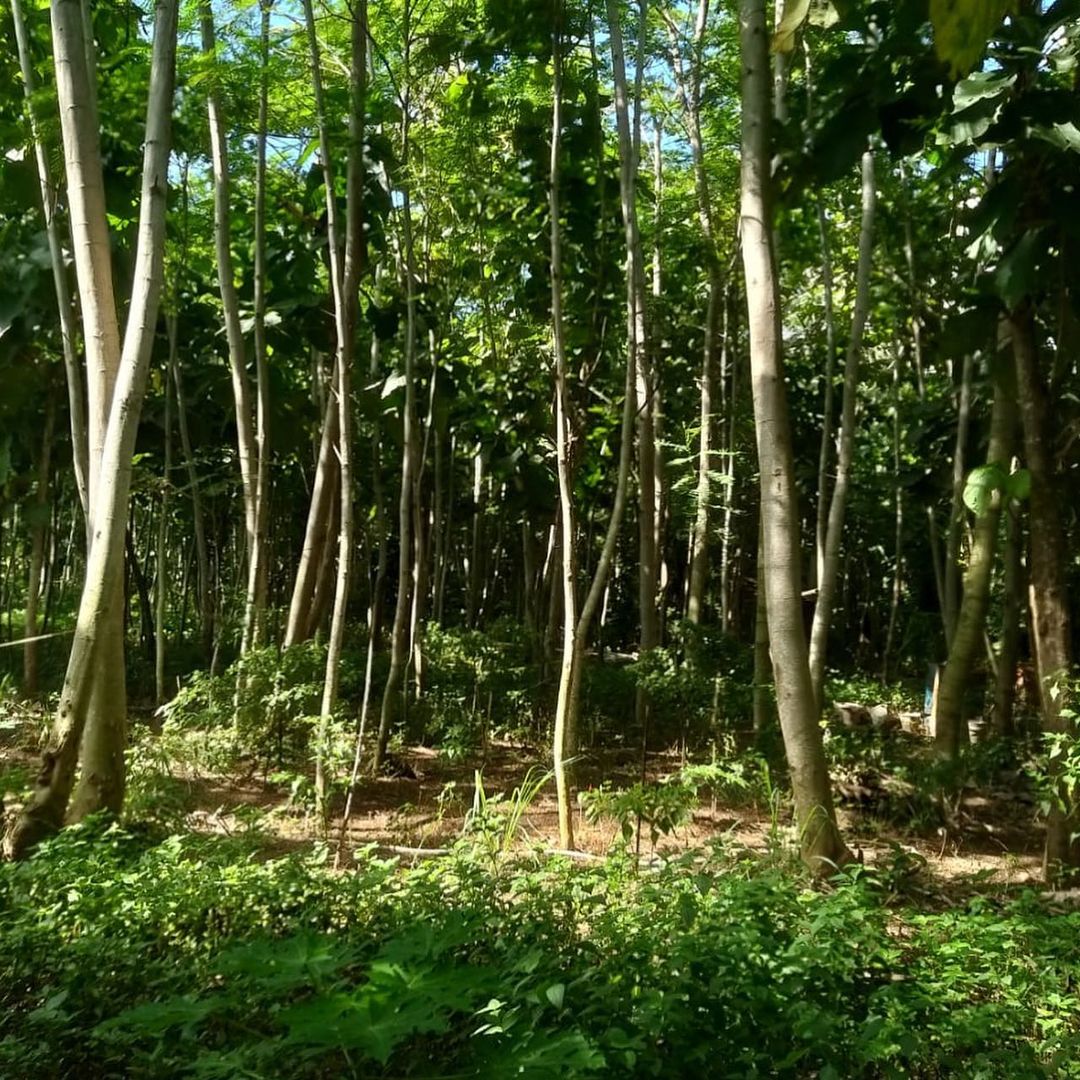 Lahan Kosong Penatih Thumbnail